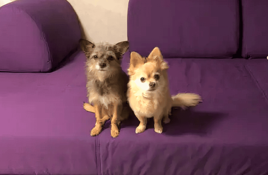 Two camping dogs